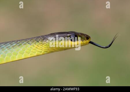 Common Tree Snake schmeckt die Luft mit der Zunge Stockfoto