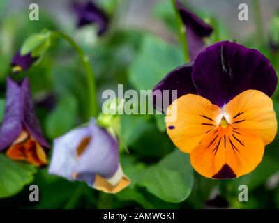 Violette und gelbe Viola (Pansy) Blume Stockfoto