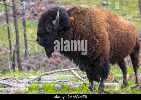 Bison im Bereich der Custer State Park, South Dakota Stockfoto