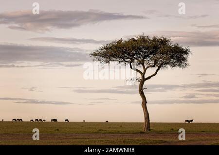 Gnus weiden auf den Horizont, während die Geier sitzen in einer Akazie, Masai Mara, Kenia. Stockfoto