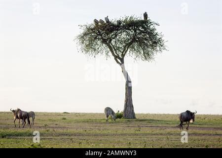 Die Ebenen, Hügel und die gelegentliche Akazie, Masai Mara, Kenia. Stockfoto