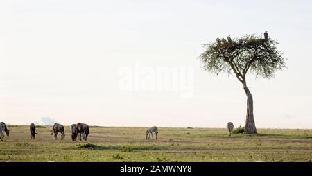 Die Ebenen, Hügel und die gelegentliche Akazie, Masai Mara, Kenia. Stockfoto