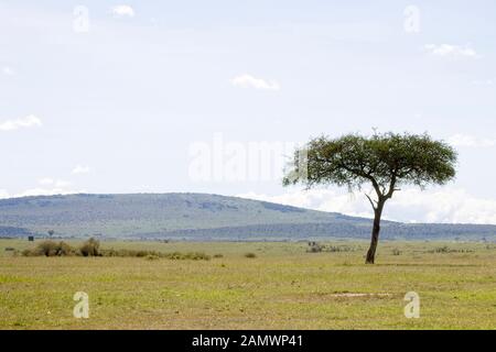 Die Ebenen, Hügel und die gelegentliche Akazie, Masai Mara, Kenia. Stockfoto