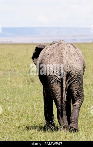 Das hintere Ende eines Afrikanischen Bush Elefant (Loxodonta africana), Masai Mara, Kenia. Stockfoto