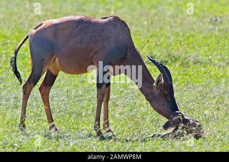 Topi (Damaliscus lunatus), Mutter mit neugeborenen Kalb. Masai Mara, Kenia. Stockfoto