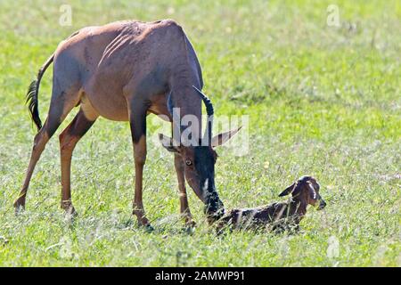 Topi (Damaliscus lunatus), Mutter mit neugeborenen Kalb. Masai Mara, Kenia. Stockfoto