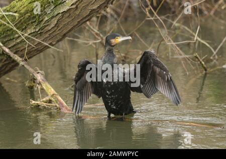 Ein Kormoran, Phalacrocorax carbo, stehend auf einem Zweig eines Baumes in einem Fluss im strömenden Regen überflutet. Es hat seine Flügel öffnen und sie flattern. Stockfoto