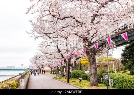Tokio, Japan - 30. März 2019: SUMIDA Park Asakusa mit rosafarbenen Kirschblüten in der Innenstadt und hängenden Papierleuchten Stockfoto
