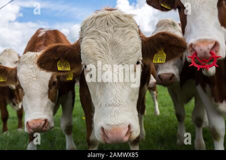 Nahaufnahme der braun/weiß gefärbten Milchkuh. Neugieriges Tier, direkt mit Blick in die Kamera. Weißer Kopf, braune Ohren mit Ohrmarken. Stockfoto