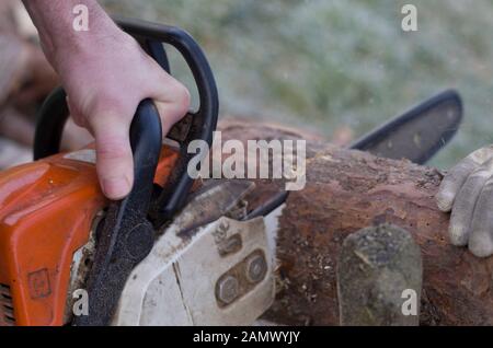 Kettensäge in Aktion Holzschnitt.Handhalter für Kettensäge, Staub und Bewegungen. Kettensäge. Detail einer Säge zum Schneiden von Holz in Bewegung, Detail eines Schnitts. Stockfoto