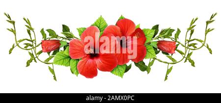 Bindweed Zweige und roten Hibiskus Blumen mit grünen Blättern in einer Linie Anordnung auf weißem Hintergrund Stockfoto