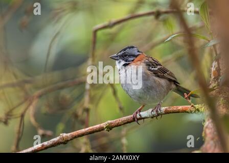 Rufous-collared Sparrow - Zonotrichia capensis, gemeinsame farbige Sparrow aus Mittel- und Südamerika, Ecuador. Stockfoto