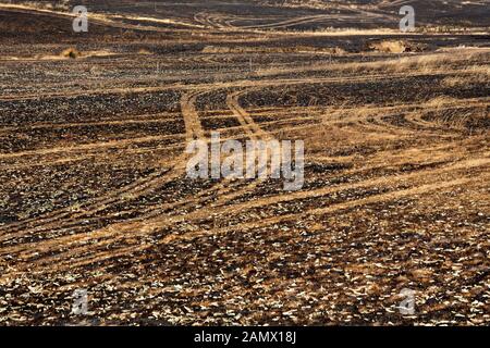 Lexton Australien / Nachwirkungen von Buschbränden in Lexton Victoria Australien. Stockfoto