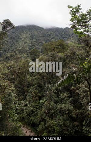 Urwald im Bombuscaro-Gebiet im tropischen Podocarpus-Nationalpark in den Anden in 1000 Meter Höhe über dem Meeresspiegel in Ecuador. Stockfoto