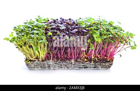 Mikrogrünsprossen - gesunde und frische Lebensmittel Stockfoto