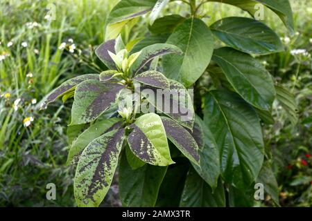 Antipolo City, Philippinen - 13. Januar 2020: Vulkanische Asche aus dem Taal-Vulkanausbruch erreicht Hunderte von Kilometern entfernt Städte. Stockfoto