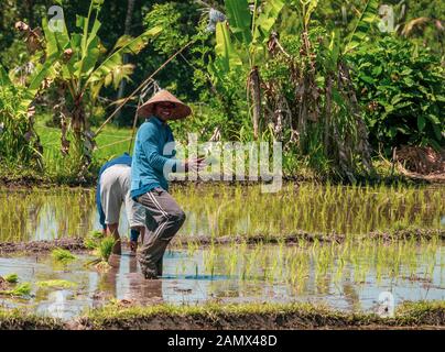 Männer, die auf den Reisfeldern in Bali arbeiten Stockfoto