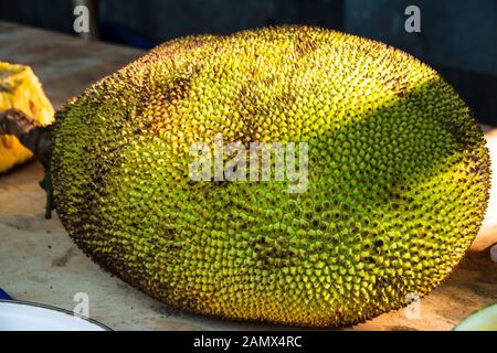 Jack Fruit oder Artocarpus heterophyllus ist eine tropische Frucht, die in Asien beheimatet ist Stockfoto