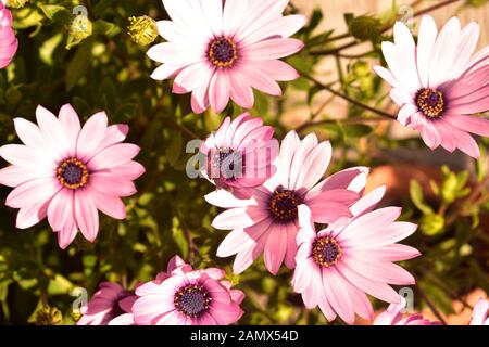 Lila Kap Marguerite wächst im Frühjahr in Amsterdam, Niederlande Stockfoto