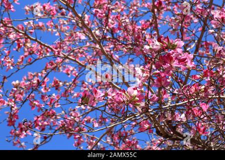 Blühende Mandelbaumblüten / Mandelblüte Stockfoto