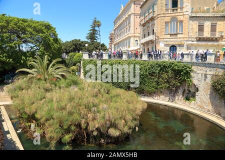 Brunnen von Arethusa, Ortygia. Fonte Aretusa, Ortigia. Stockfoto