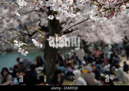 Die Menschen genießen ein Picknick bei Hanami, ein traditionelles Picknick unter den blühenden Kirschbäumen (Sakura) im Friedenspark von Hiroshima Stockfoto