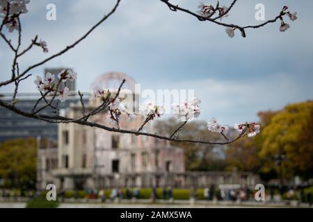 Die Hiroshima Peace Memorial, ursprünglich die Industrielle Förderung der Präfektur Hiroshima Hall, von Kirschblüten im Frühling gerahmt Stockfoto