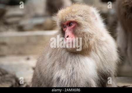 Schnee Affe mit Mimik in der jigokudani (bedeutet "Tal der Hölle") snow Monkey Park rund um die heiße Quelle Stockfoto