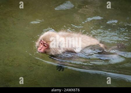 Japanische macaque Affen schwimmen in der heißen Quelle in der jigokudani (bedeutet Hölle Valley) snow Monkey Park in Nagano Japan Stockfoto