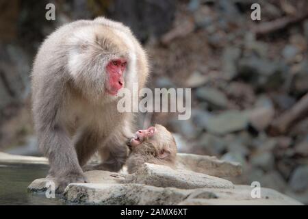 Baby snow Monkey bei Mutter Affe durch die heiße Quelle suchen im Schnee Monkey Park Nagano Stockfoto