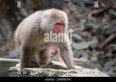 Baby snow Monkey bei Mutter Affe durch die heiße Quelle suchen im Schnee Monkey Park Nagano Stockfoto