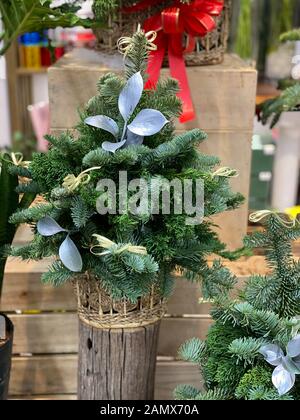 Wenig Topfpflanzen Weihnachten Kiefer in Bonsai Shop Stockfoto