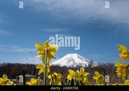 Mt. Fuji mit Narzissen Blumen im Vordergrund im Frühjahr in der Nähe von Lake Kawaguchiko Stockfoto