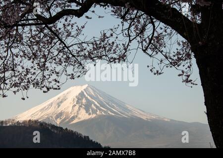 Mount Fuji von blühenden Kirschblüten, See Kawaguchiko, Japan gerahmt Stockfoto