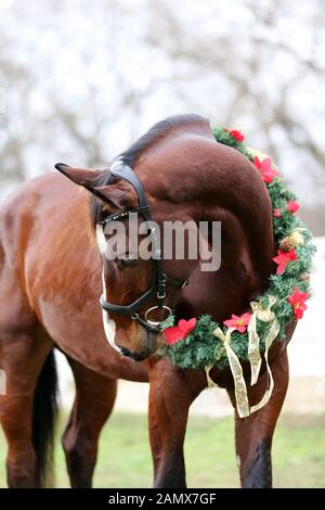 Schönes Pferd portrait in Christmas wreath Dekoration Weihnachten Stockfoto