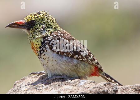 D'Arnaud's Barbet (Trachyphonus darnaudii usambiro) auf dem Boden, Masai Mara, Kenia. Stockfoto