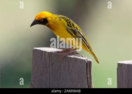 Die speke Weaver (Ploceus spekei) männlichen auf einem Zaun, Nairobi, Kenia thront. Stockfoto