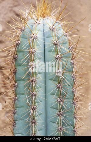 Kaktus pilosocereus pachycladus Stockfoto