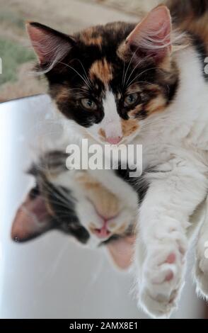 Ein süßes, auf einem Spiegel liegendes, Schildkrötenkätzchen der norwegischen Waldkatze Stockfoto