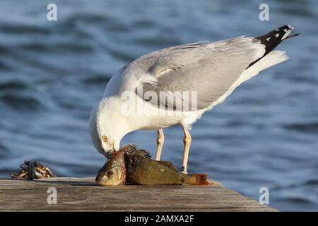 Die silbermöwe hatte einen großen Fang gemacht und filetiert den Barsch ruhig und vorsichtig. Stockfoto