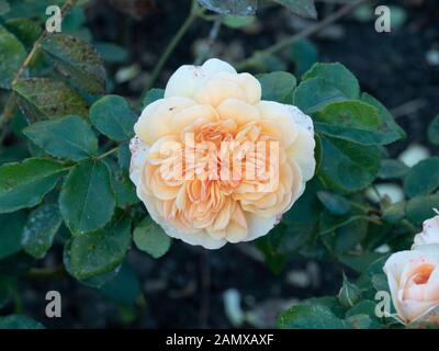 Eine Nahaufnahme von einem einzigen Pfirsich farbige Blume Rose Port Sunlight Stockfoto