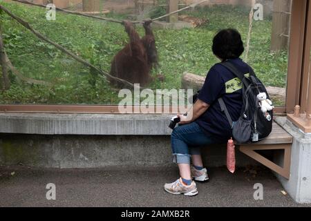 Orang-Utan (Pongo pygmaeus) im Zoo Sapporo Maruyama in Sapporo, Hokkaido, Japan, Asien. Besucher, die Primaten im Käfig des japanischen Zoologischen Gartens betrachten Stockfoto