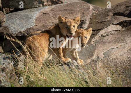 Lion Cubs stehen auf Felsen beobachten Kamera Stockfoto