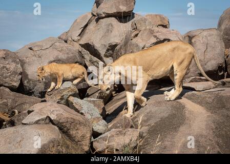 Löwin klettert über Sonnenbeschienenen Felsen mit cub Stockfoto