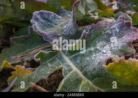 Nahaufnahme von Wildkohl (Brassica oleracea) mit gefrorenen morgendlichen Tau Wassertröpfchen auf einem Feld im Winter, auf dem Land des Böhmischen Switz Stockfoto