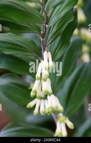 Polygonatum x hybridum "Betberg"-Blumen. Salomonensiegel "Betberg" Stockfoto