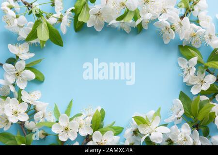 Frühlingsweisse blühen als Rand auf pastellblauem Grund. Blumenmuster. Leerzeichen für Text. Blick von oben, flach. Stockfoto