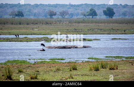 Die Körper von Flusspferden, die von Anthrax Schwimmer im Kavango Fluss in den Bwabwata Nationalpark, Namibia getötet worden sind. Stockfoto