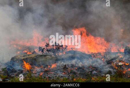 Ein Lauffeuer reißt durch trockene Fynbos auf der Kap-Halbinsel in Südafrika Stockfoto