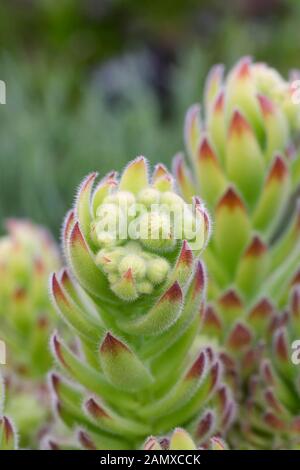 Sempervivum ciliosum Blumenstiel. Stockfoto